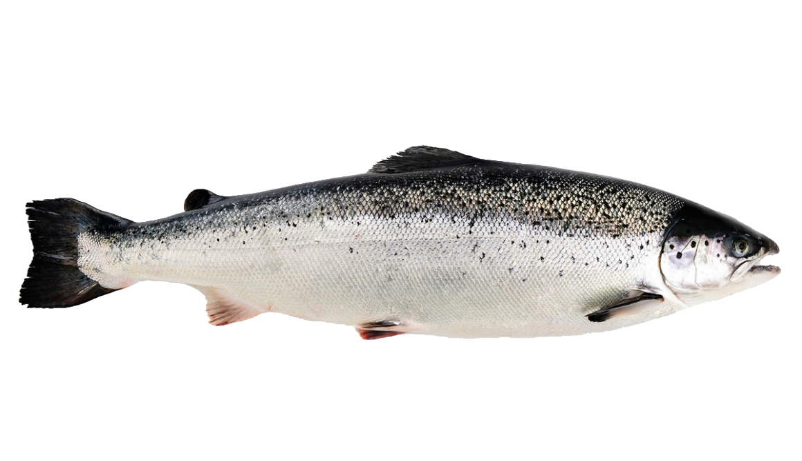 挪威等地区冰鲜三文鱼